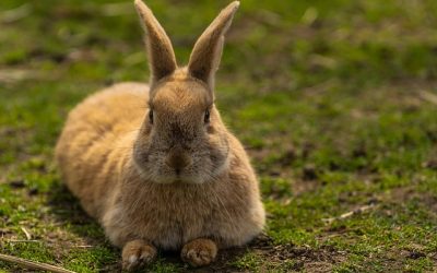 Konijn in de tuin houden: wat zijn de voordelen?