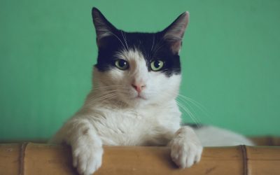 Een thuis vol kattenliefde: makkelijke verzorgingstips